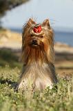 YORKSHIRE TERRIER 366